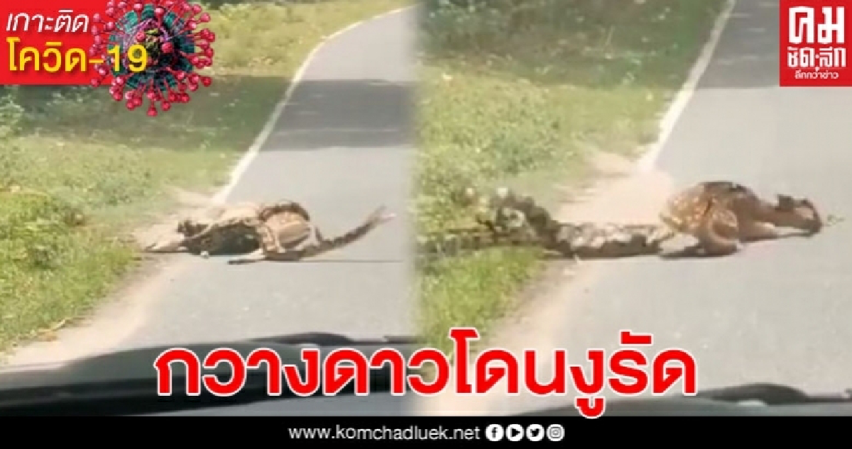 กวางดาวในสวนสัตว์เปิดเขาเขียว ดิ้นรนสุดชีวิต หลังถูกงูเหลือมรัด หวังกินเป็นอาหาร