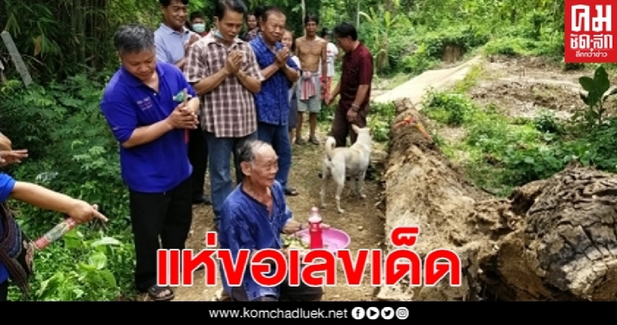 พบไม้ตะเคียนขาวอายุกว่า 200 ปี โผล่ลำห้วยแม่แคม แห่ขอเลขเด็ด พบไม้ตะเคียนขาวอายุกว่า 200 ปี โผล่ลำห้วยแม่แคม แห่ขอเลขเด็ด