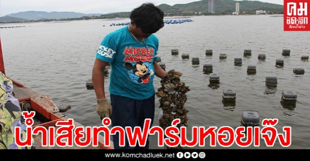 เดือดจัด กลุ่มผู้เลี้ยงหอยแมลงภู่ชลบุรีเจอพิษน้ำเสีย สูญกว่า 60 ล้าน เดือดจัด กลุ่มผู้เลี้ยงหอยแมลงภู่ชลบุรีเจอพิษน้ำเสีย สูญกว่า 60 ล้าน