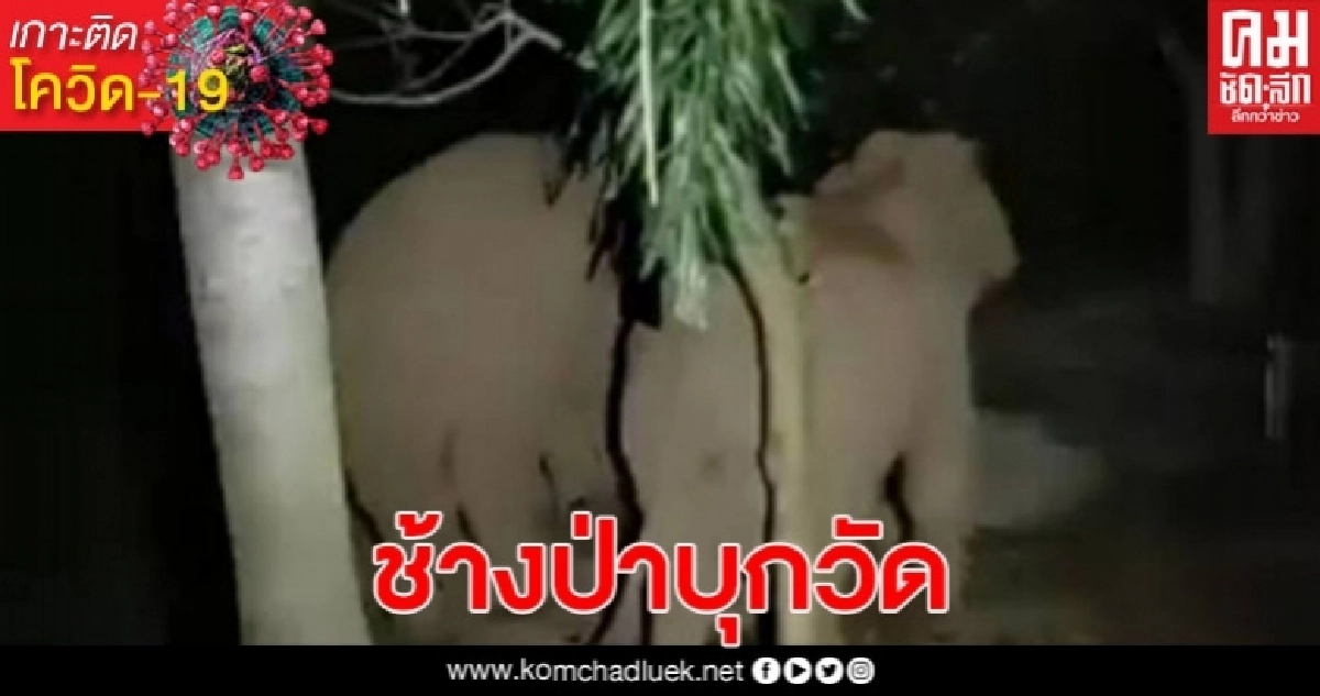 ช้างป่าภูหลวงบุกวัดป่าม่วงไข่วัดชื่อดัง