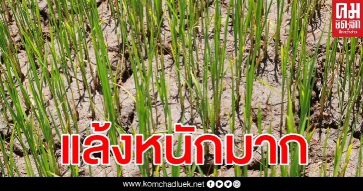 เร่งช่วยชาวนาพรหมพิราม นาข้าวกว่า 1,000 ไร่ขาดน้ำ กำลังยืนต้นตาย เร่งช่วยชาวนาพรหมพิราม นาข้าวกว่า 1,000 ไร่ขาดน้ำ กำลังยืนต้นตาย