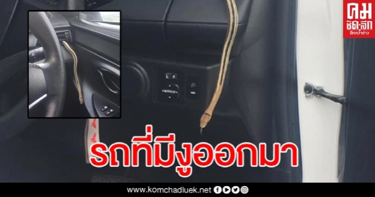 สาวสุดผวา ขับรถกลับ จู่ๆ เจองูโผล่มาจากช่องเเอร์ สาวสุดผวา ขับรถกลับ จู่ๆ เจองูโผล่มาจากช่องเเอร์