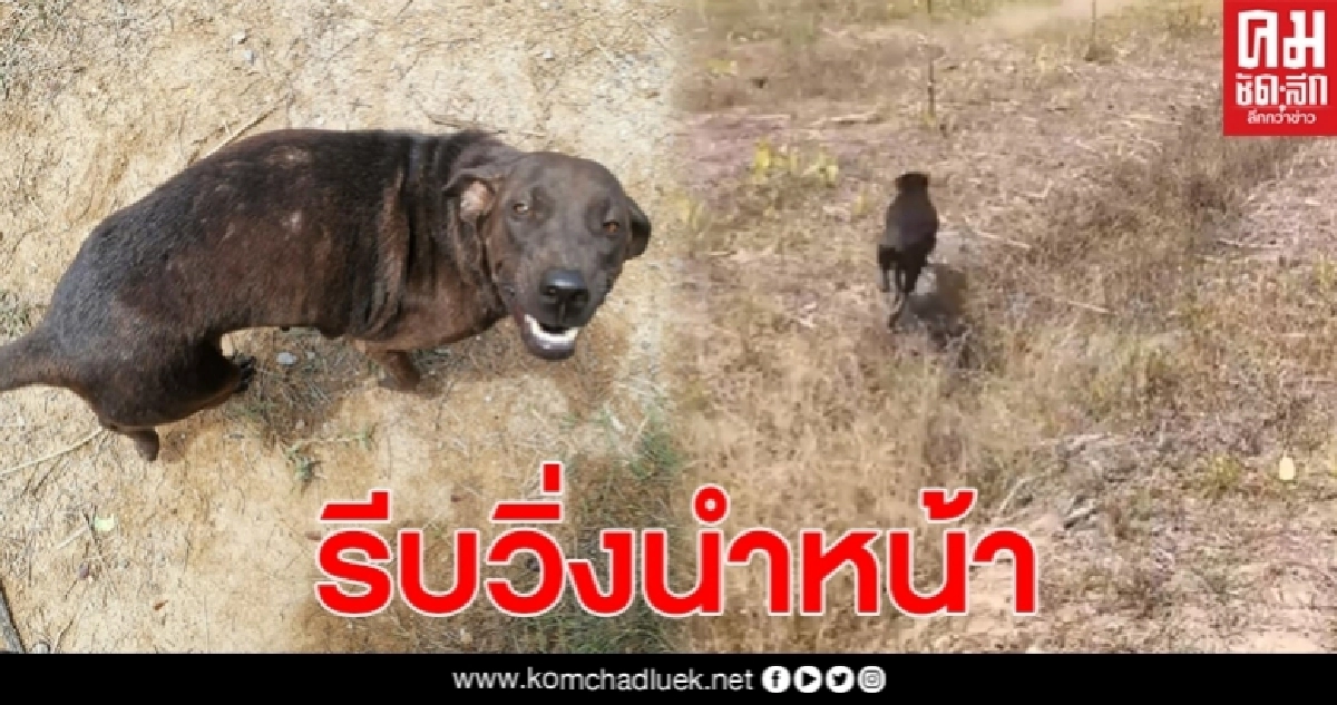 สุนัขวิ่งมาดักหน้าจยย. พอสาวเทอาหารให้ไม่ยอมกิน กลับพาไปดูอะไรบางอย่าง สุนัขวิ่งมาดักหน้าจยย. พอสาวเทอาหารให้ไม่ยอมกิน กลับพาไปดูอะไรบางอย่าง