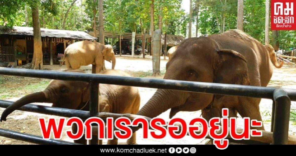 รายได้เป็น 0 ปางช้างดังเชียงใหม่โอดไร้นทท. ท้อหนักส่อปิดกิจการ รายได้เป็น 0 ปางช้างดังเชียงใหม่โอดไร้นทท. ท้อหนักส่อปิดกิจการ