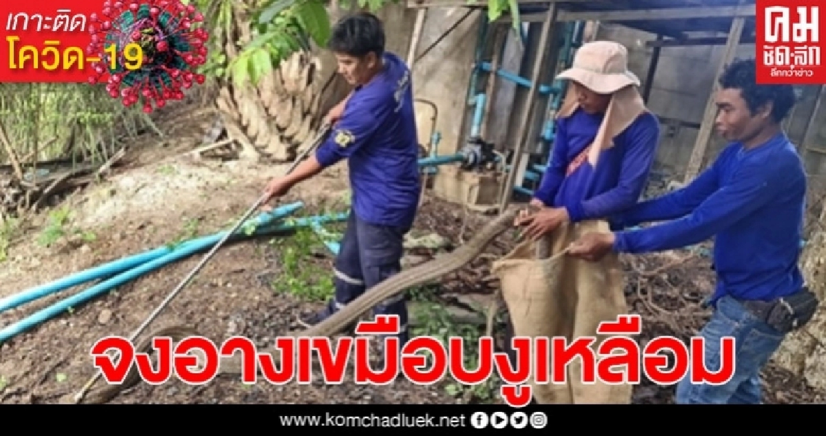 กู้ภัยสัตหีบเข้าสยบศึกงูจงอางยักษ์เขมือบงูเหลือม