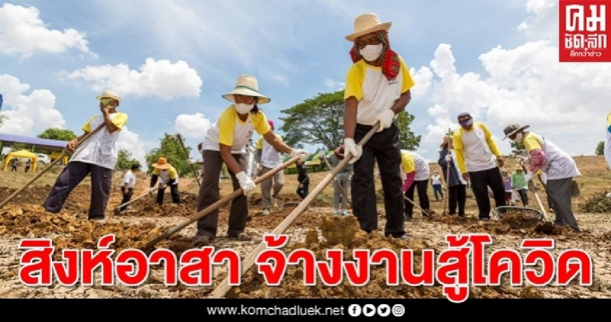 สิงห์อาสา จ้างงานสู้โควิด...มหาสารคาม ไม่แล้ง(น้ำใจ)  