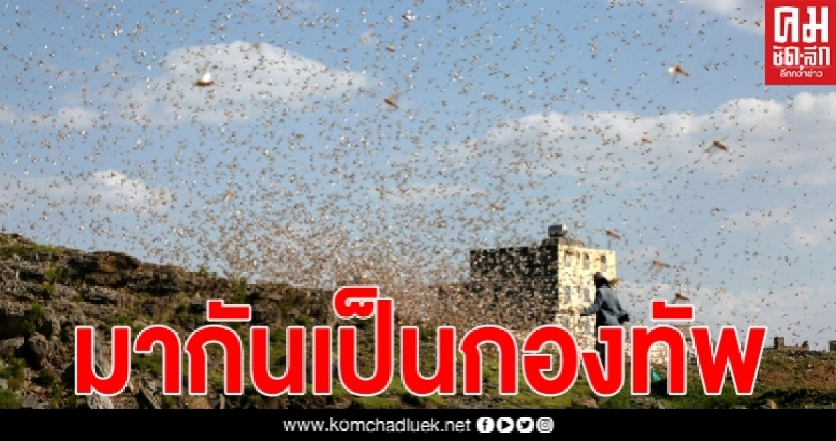 มืดฟ้ามัวดิน "ตั๊กแตนทะเลทราย" หลายพันล้านตัวบุกถล่มเยเมน มืดฟ้ามัวดิน "ตั๊กแตนทะเลทราย" หลายพันล้านตัวบุกถล่มเยเมน
