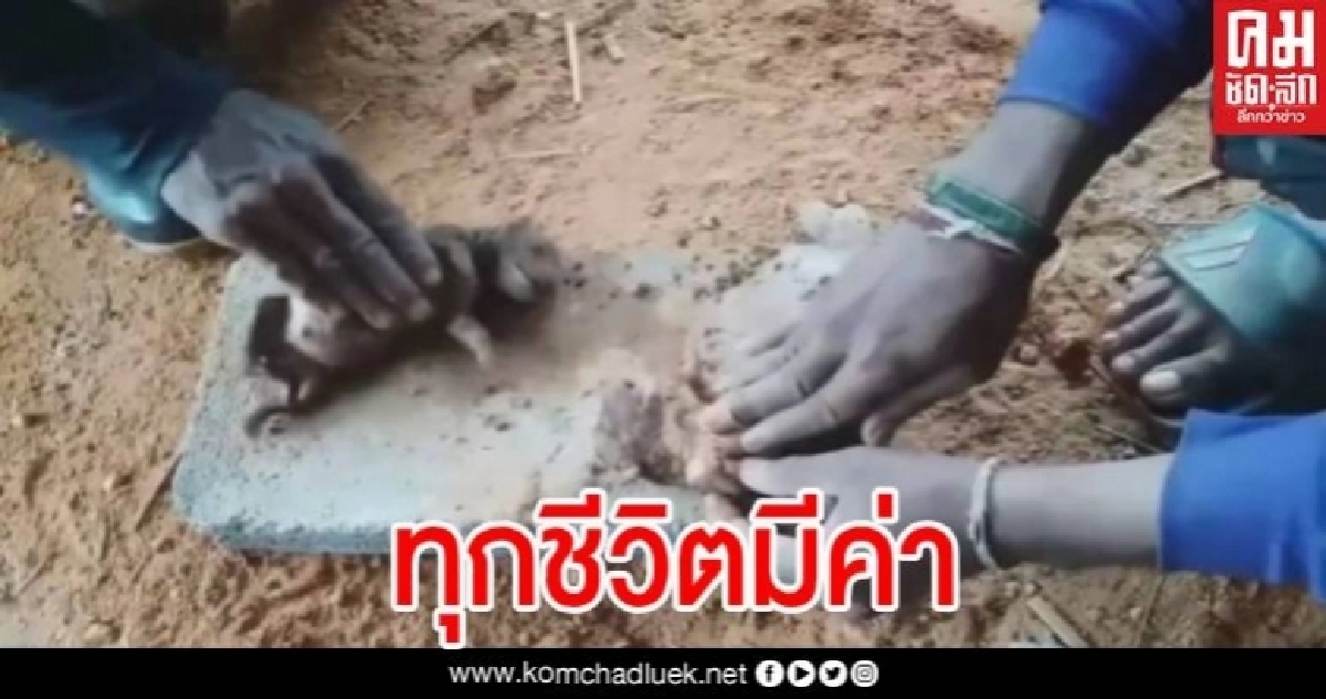 แห่ชื่นชมคนงานก่อสร้าง ปั๊มหัวใจช่วยลูกสุนัข ตกบ่อน้ำจนรอดชีวิต