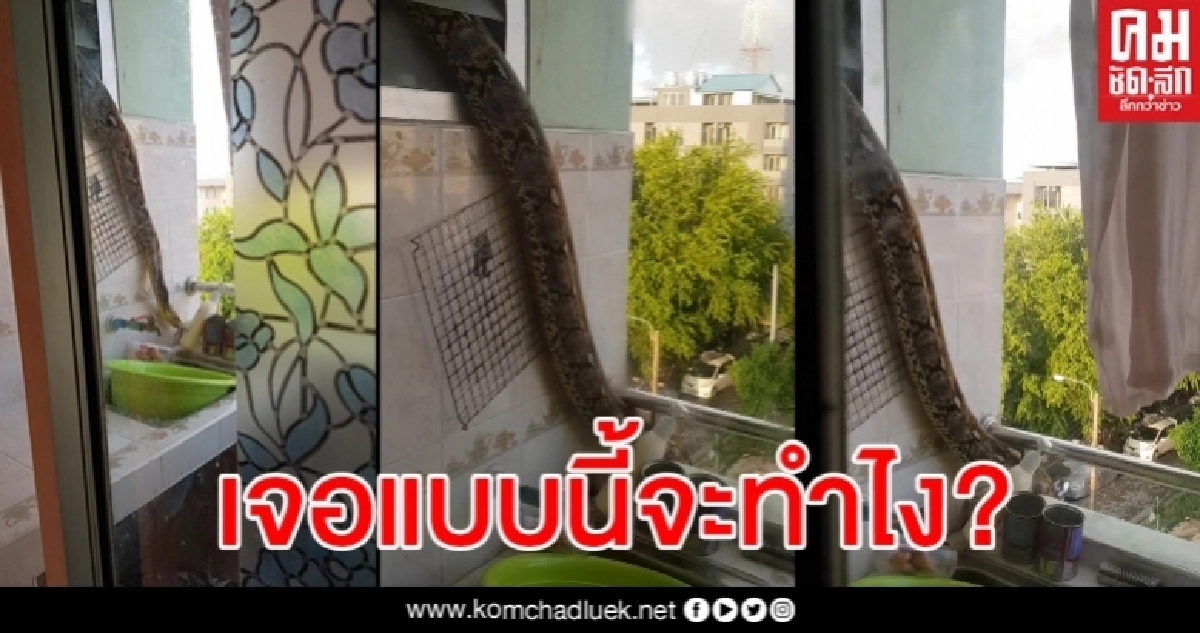 ลมจับ งูเหลือมตัวเบ้อเร่อเลื้อยบุกชั้น 4 เจ้าตัวบอกเลขห้องนักเสี่ยงโชค ลมจับ งูเหลือมตัวเบ้อเร่อเลื้อยบุกชั้น 4 เจ้าตัวบอกเลขห้องนักเสี่ยงโชค
