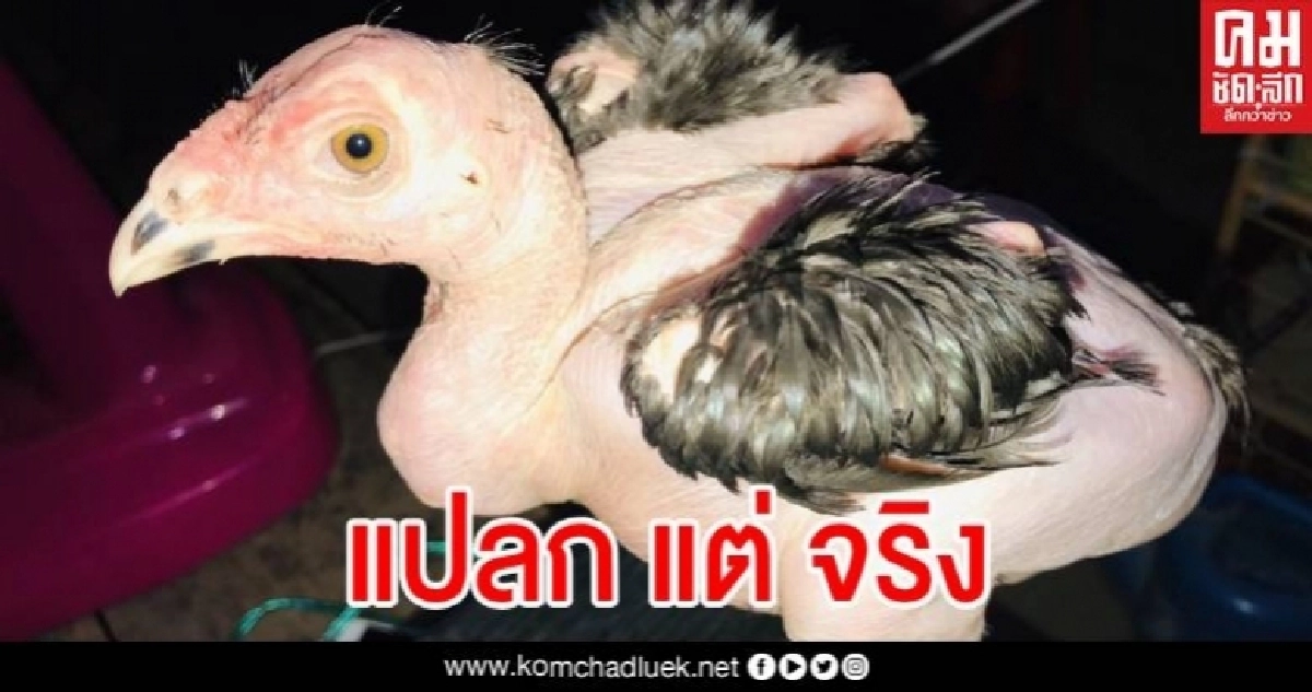 แปลก แต่ จริง เจ้าสิบหมื่นไก่ชนไร้ขน เจ้าของเผยเลี้ยงดูอย่างดี