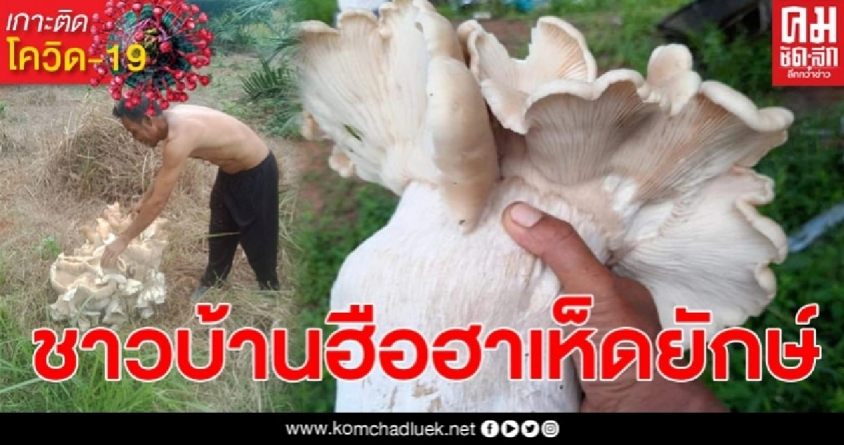 ชาวบ้านฮือฮาพบเห็ดยักษ์ คอหวยไม่พลาดแห่ตีเลขเด็ด