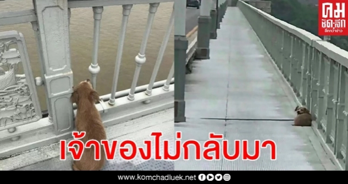 น้องหมาเฝ้าบนสะพานเกือบสัปดาห์ ไม่รู้เจ้าของเสียชีวิต ไม่กินอะไรเลย น้องหมาเฝ้าบนสะพานเกือบสัปดาห์ ไม่รู้เจ้าของเสียชีวิต ไม่กินอะไรเลย