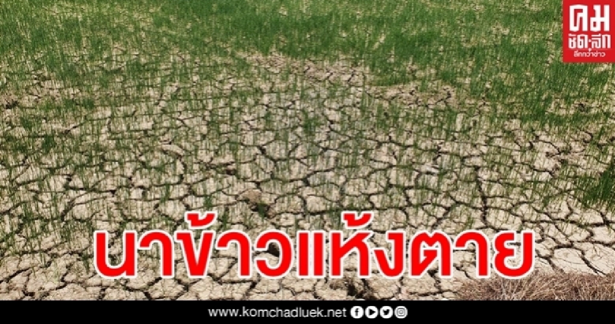 ชาวนาเข่าทรุด ท้อหนักขาดน้ำเลี้ยงนาข้าว จ่อยืนต้นตายกว่า 1,000 ไร่ ชาวนาเข่าทรุด ท้อหนักขาดน้ำเลี้ยงนาข้าว จ่อยืนต้นตายกว่า 1,000 ไร่