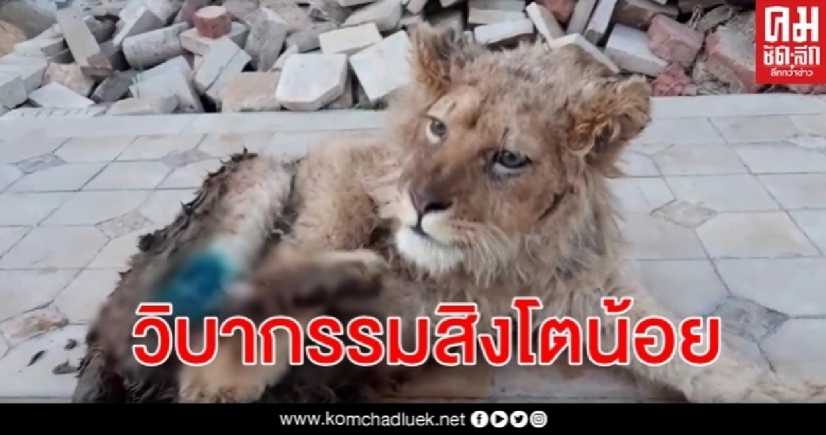 ลูกสิงโตถูกทำร้ายจนขาหักป้องกันหนี หมดประโยชน์หลังใช้ถ่ายรูปคู่นักท่องเที่ยว ลูกสิงโตถูกทำร้ายจนขาหักป้องกันหนี หมดประโยชน์หลังใช้ถ่ายรูปคู่นักท่องเที่ยว