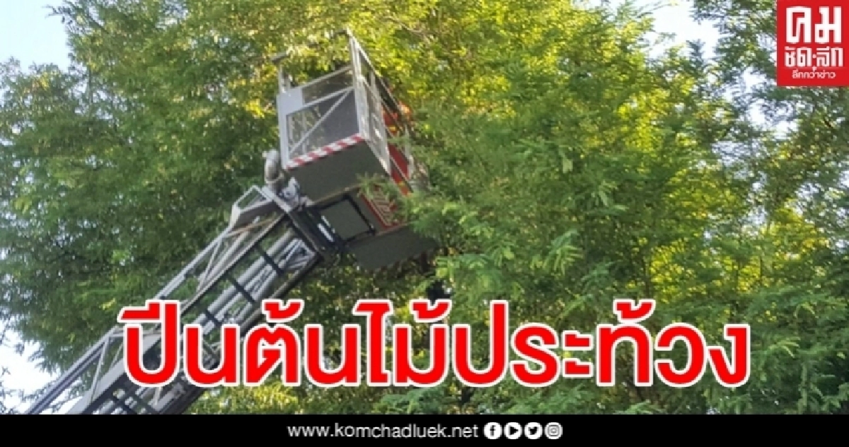 ลุ้นระทึก สาวใหญ่ปีนต้นมะขามหน้าทำเนียบฯ ขอความเป็นธรรม ลุ้นระทึก สาวใหญ่ปีนต้นมะขามหน้าทำเนียบฯ ขอความเป็นธรรม