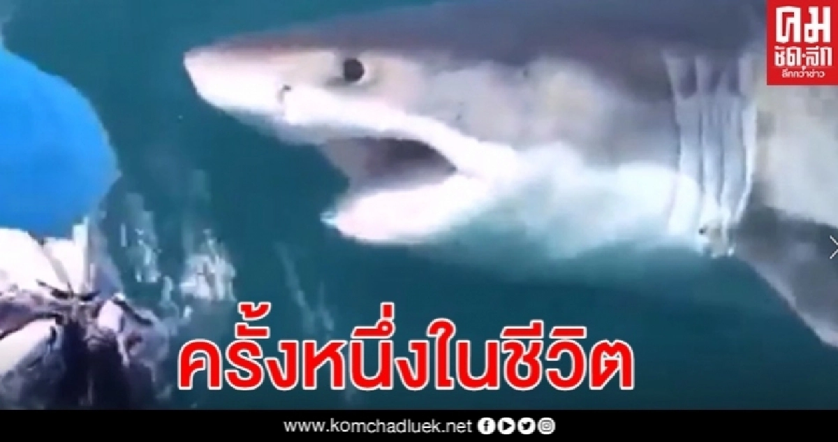 นักตกปลาสุดตื่นเต้น ฉลามขาวยักษ์โผล่ให้ยลโฉมแบบใกล้ชิดในธรรมชาติ นักตกปลาสุดตื่นเต้น ฉลามขาวยักษ์โผล่ให้ยลโฉมแบบใกล้ชิดในธรรมชาติ