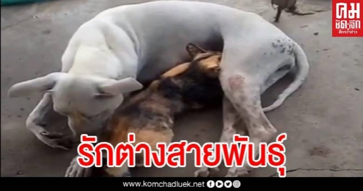 รักต่างสายพันธุ์ แม่หมา เลี้ยงลูกแมวกำพร้า ดูแลเหมือนลูกตัวเอง