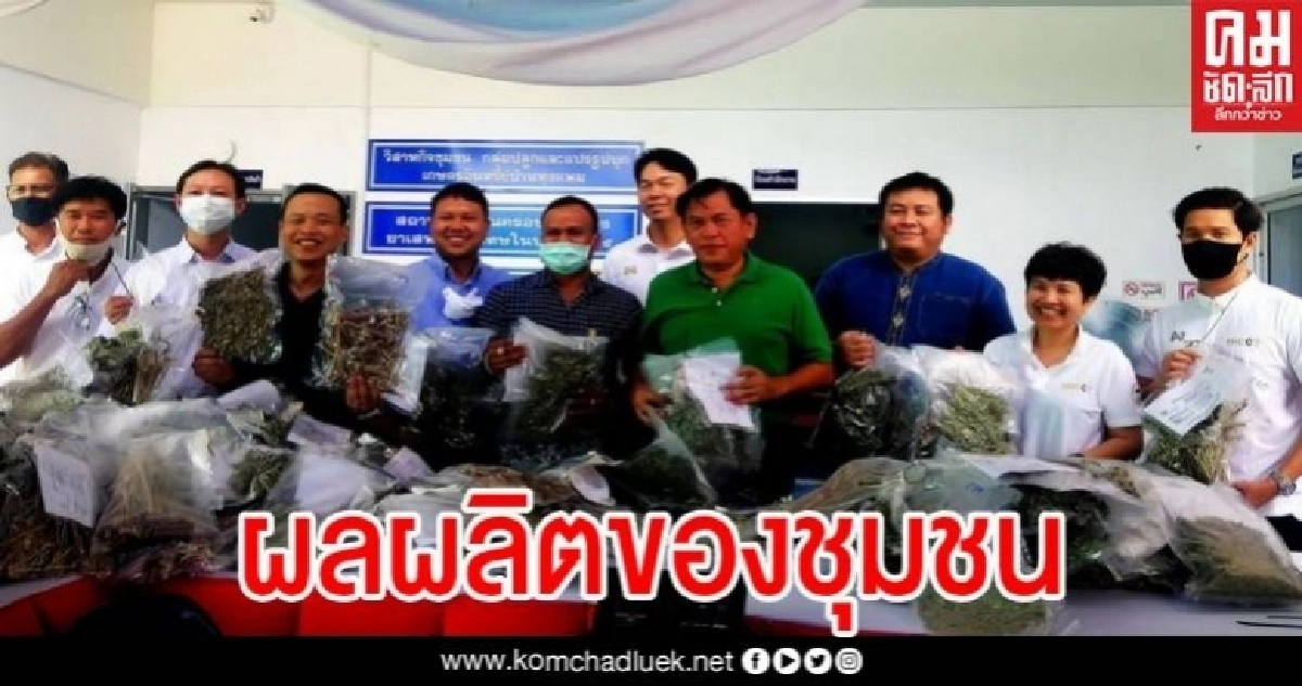 วิสาหกิจชุมชน จับมือ มทร.ล้านนา เก็บเกี่ยวผลผลิตกัญชา มอบกรมการแพทย์แผนไทยฯใช้ปรุงตำรับยา วิสาหกิจชุมชน จับมือ มทร.ล้านนา เก็บเกี่ยวผลผลิตกัญชา มอบกรมการแพทย์แผนไทยฯใช้ปรุงตำรับยา