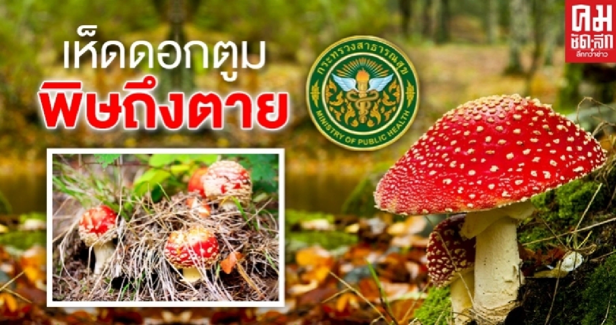 เห็ดดอกตูมๆ เสี่ยงมีพิษ สธ.เตือนปชช.เก็บเห็ดต้องศึกษาให้ดีก่อนรับประทาน