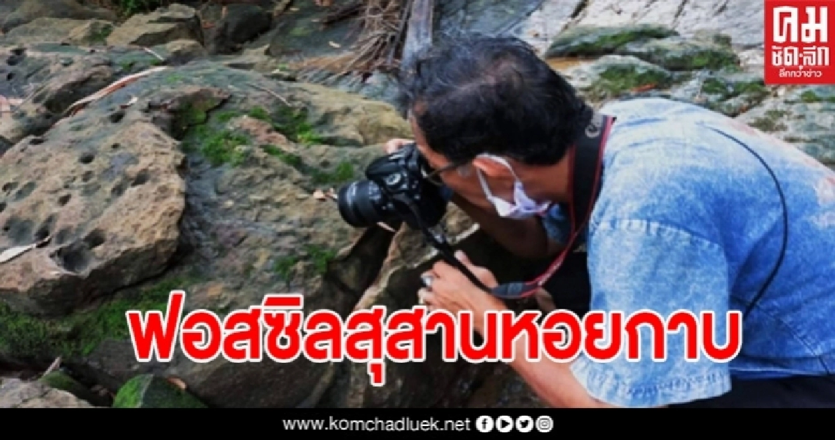 สุดทึ่ง พบฟอสซิลสุสานหอยกาบ ฟอสซิลหอยน้ำเค็ม ยุคเพอร์เมียน อายุราว 270-290ล้านปี