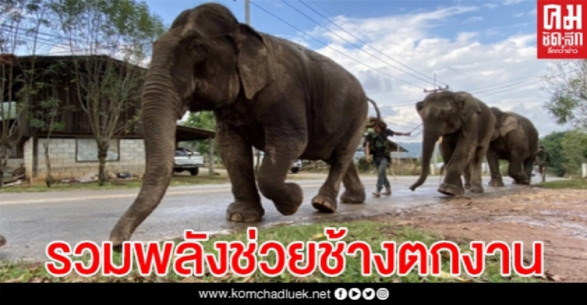 ชาวแม่แจ่ม ระดมพลังช่วยช้างตกงาน 125 เชือก หลังเจอวิกฤตโควิด19 ชาวแม่แจ่ม ระดมพลังช่วยช้างตกงาน 125 เชือก หลังเจอวิกฤตโควิด19