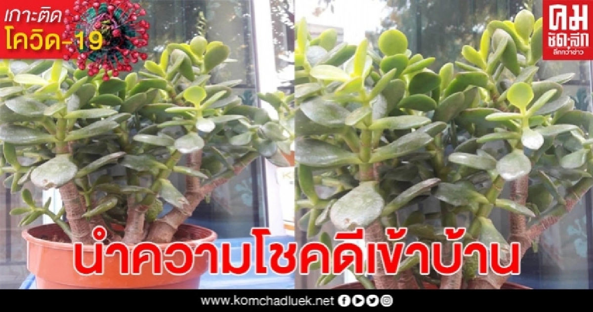 ปลูกไว้ดี! เผยชื่อต้นไม้มงคล ปลูกเพิ่มพลังงานบวก นำความโชคดีเข้าบ้าน ปลูกไว้ดี! เผยชื่อต้นไม้มงคล ปลูกเพิ่มพลังงานบวก นำความโชคดีเข้าบ้าน