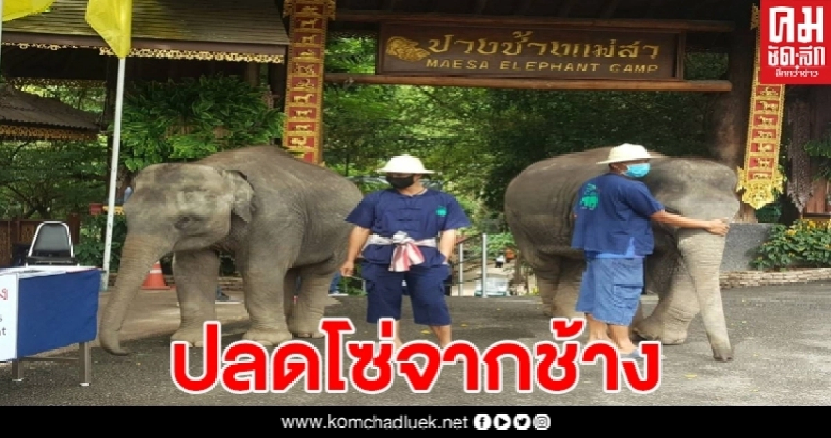 ปางช้างแม่สา ปลดพันธนาการสร้างอิสระภาพในยุคใหม่ ช้างจะไม่ถูกล่ามโซ่ และเปิดให้นทท.เข้าชมฟรี 