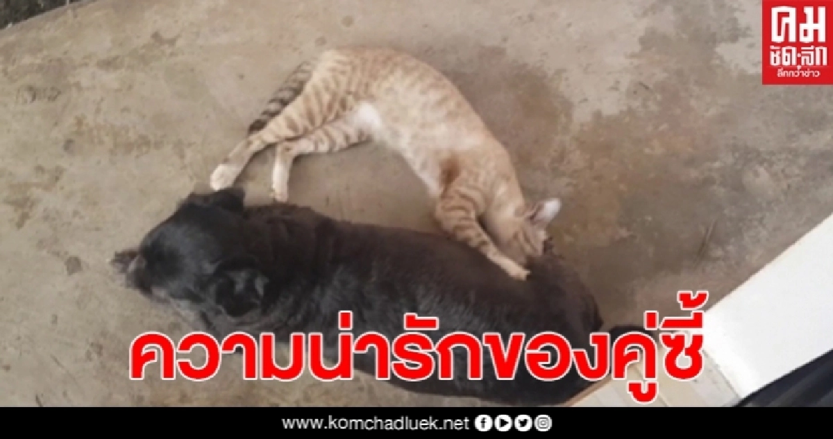 เพื่อนคู่ซี้ต่างสายพันธุ์ สุนัขใจดีนอนให้แมวกินนมเหมือนกับเป็นลูกของมัน