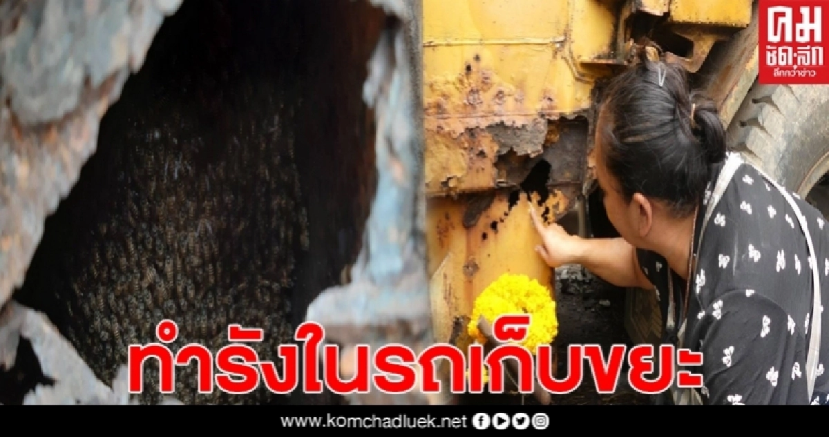 ฮือฮาฝูงผึ้งหลวงทำรังใหญ่ในรถเก็บขยะ ชาวบ้านแห่ตีหวย ฮือฮาฝูงผึ้งหลวงทำรังใหญ่ในรถเก็บขยะ ชาวบ้านแห่ตีหวย