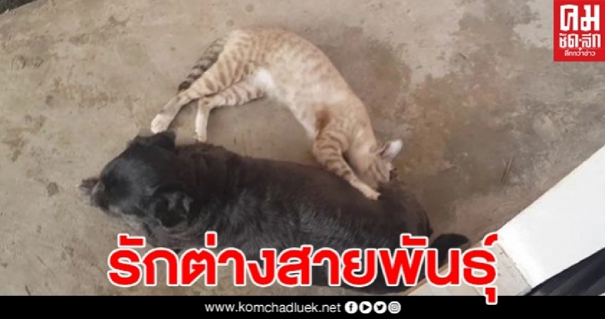 เพื่อนคู่ซี้ต่างสายพันธุ์ สุนัขใจดีนอนให้แมวกินนมเหมือนกับเป็นลูกของตัวเอง