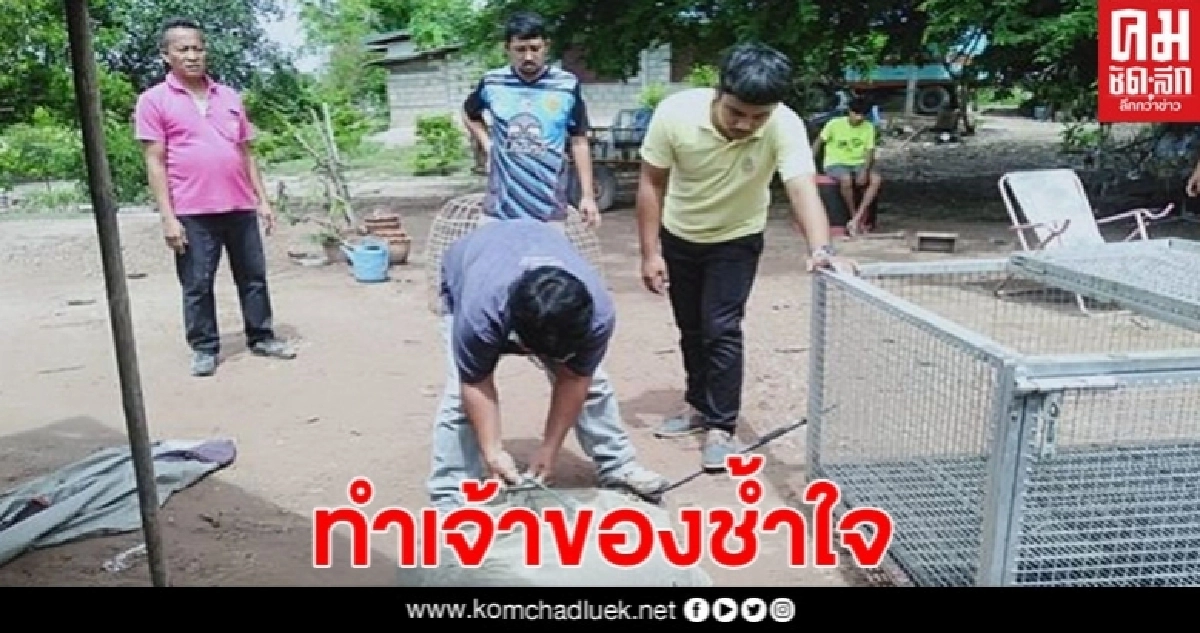 สุนัขพันธุ์พิทบูล 2 ตัว ไม่ทราบใครเป็นเจ้าของ ฟาดเรียบไก่ชนราคาสูง สุนัขพันธุ์พิทบูล 2 ตัว ไม่ทราบใครเป็นเจ้าของ ฟาดเรียบไก่ชนราคาสูง