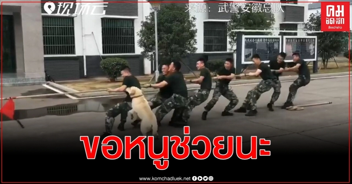 "เจ้าตูบ" อยากมีส่วนร่วมเลือกถูกข้างออกแรงสุดกำลังชนะแข่งชักเย่อ "เจ้าตูบ" อยากมีส่วนร่วมเลือกถูกข้างออกแรงสุดกำลังชนะแข่งชักเย่อ