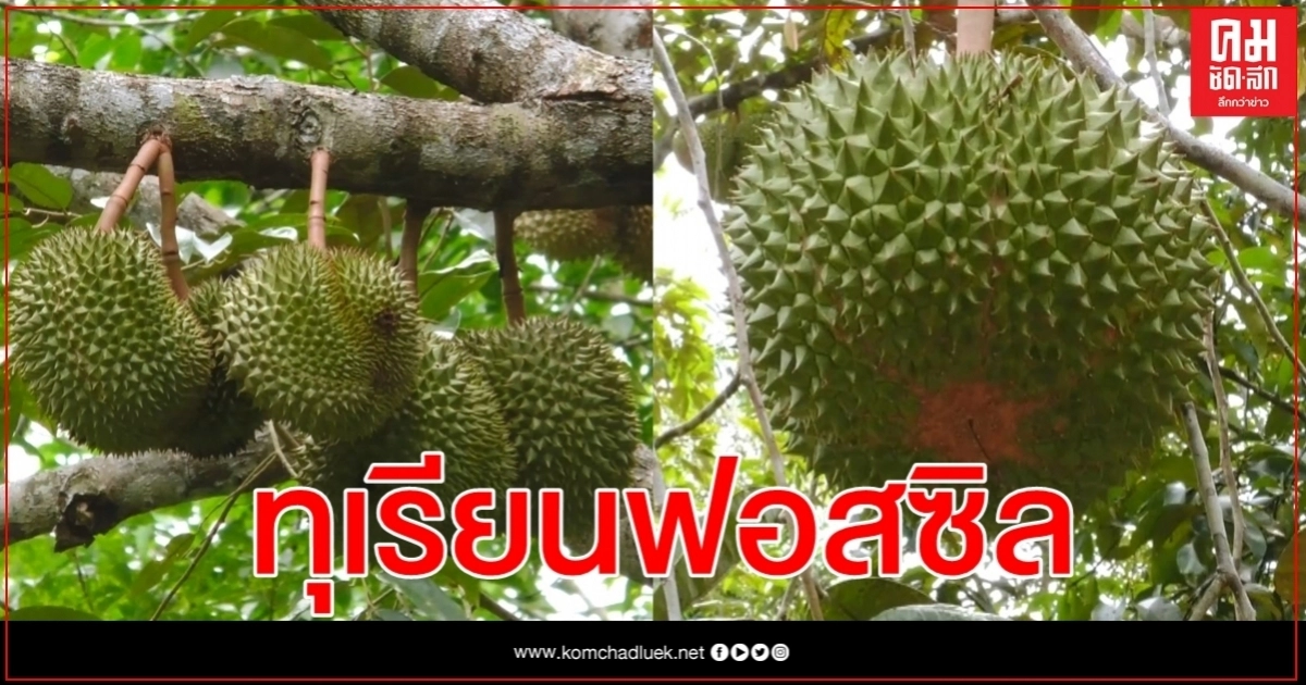 เปิดตัว "ทุเรียนฟอสซิล" แห่งแรกในไทย เปิดตัว "ทุเรียนฟอสซิล" แห่งแรกในไทย