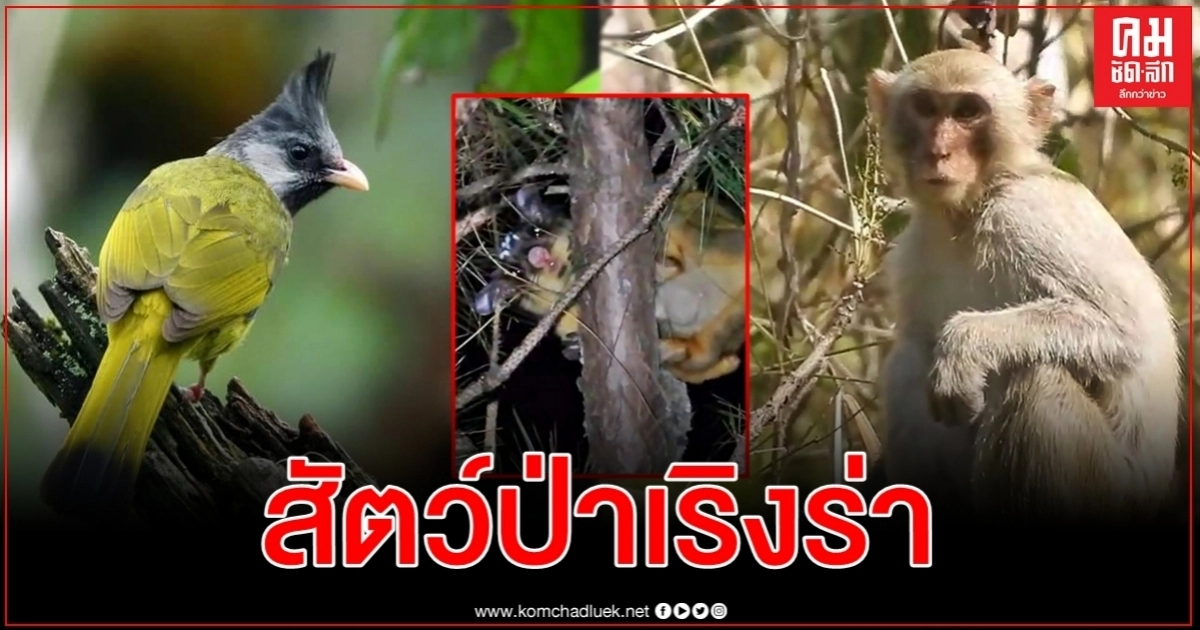 เตรียมตัวให้พร้อม 1 ก.ค.นี้ เปิดจุดชมวิวดอยกิ่วลม เตรียมตัวให้พร้อม 1 ก.ค.นี้ เปิดจุดชมวิวดอยกิ่วลม
