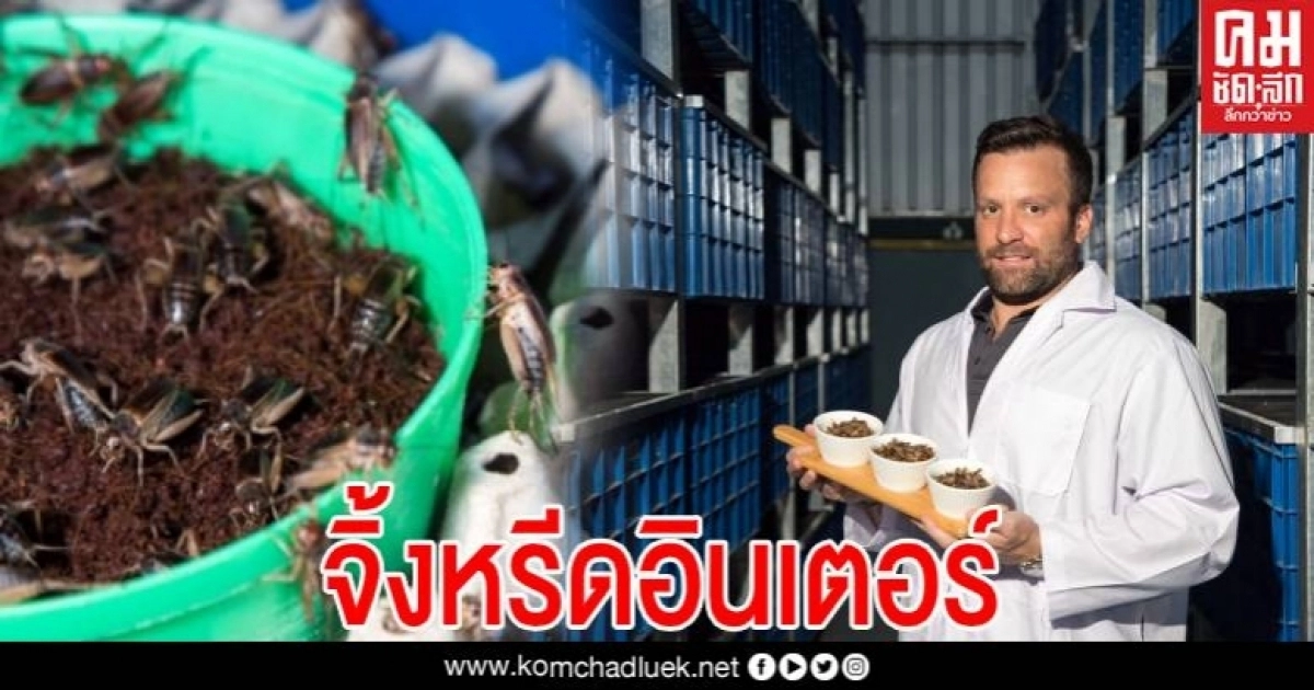 จิ้งหรีดโปรตีนแห่งอนาคต วัตถุดิบใหม่ในการผลิตอาหารยุคปัจจุบันผลิตโปรตีนผง & จิ้งหรีดอบแห้ง