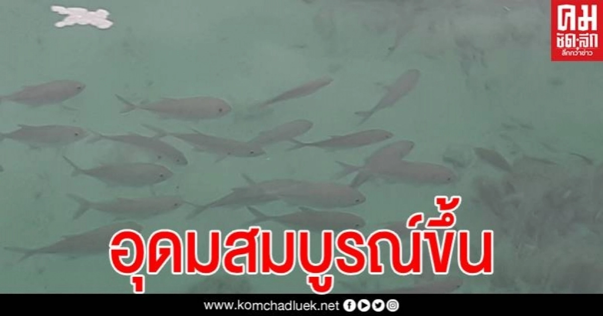 เกาะห้อง-กระบี่ คืนความสวยงามและอุดมสมบูรณ์ หลังปิดเกาะ 3 เดือนช่วงโควิด