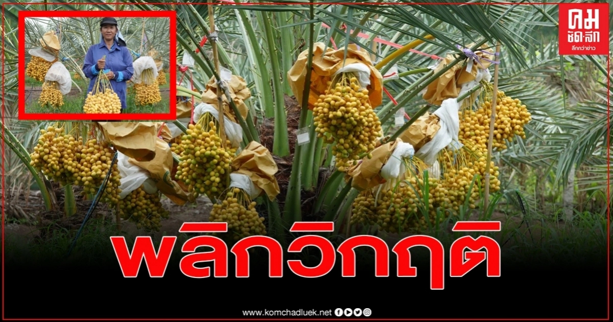 เกษตรกรปทุมธานี พลิกผืนนามาปลูกอินทผาลัม สร้างรายได้ครึ่งล้านต่อปี เกษตรกรปทุมธานี พลิกผืนนามาปลูกอินทผาลัม สร้างรายได้ครึ่งล้านต่อปี