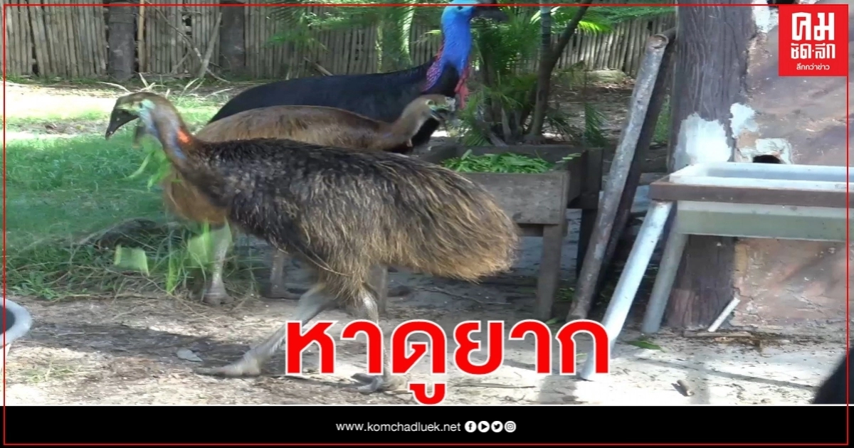 สวนสัตว์สงขลา เชิญชมลูกนกคาสโซวารี"ข้าวตูข้าวตัง"คู่แรกที่เกิดในไทย เป็นสัตว์ป่าที่หายาก