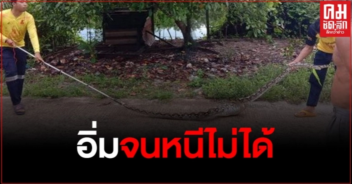 งูเหลือมยักษ์ บุกกินไก่คาเล้า สุดท้ายอิ่มแปล้จนหนีไม่ไหว งูเหลือมยักษ์ บุกกินไก่คาเล้า สุดท้ายอิ่มแปล้จนหนีไม่ไหว