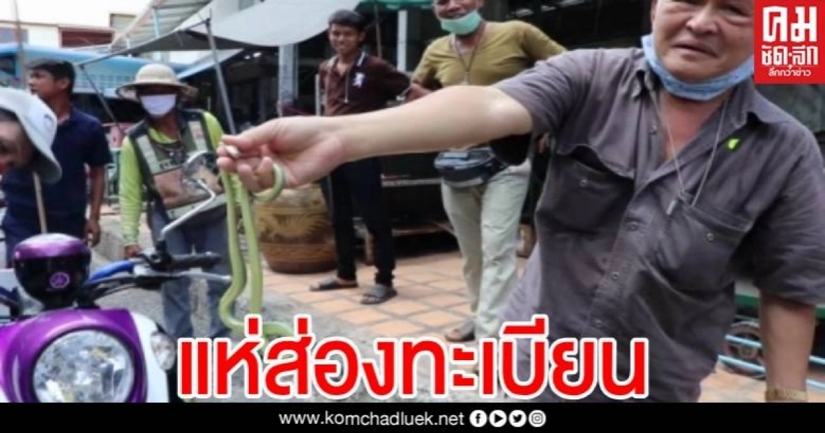 แห่ส่องทะเบียน งูเขียวป่วนตลาดพระเครื่อง เลื้อยซุกจยย. 2 คัน ก่อนถูกจับด้วยมือเปล่า