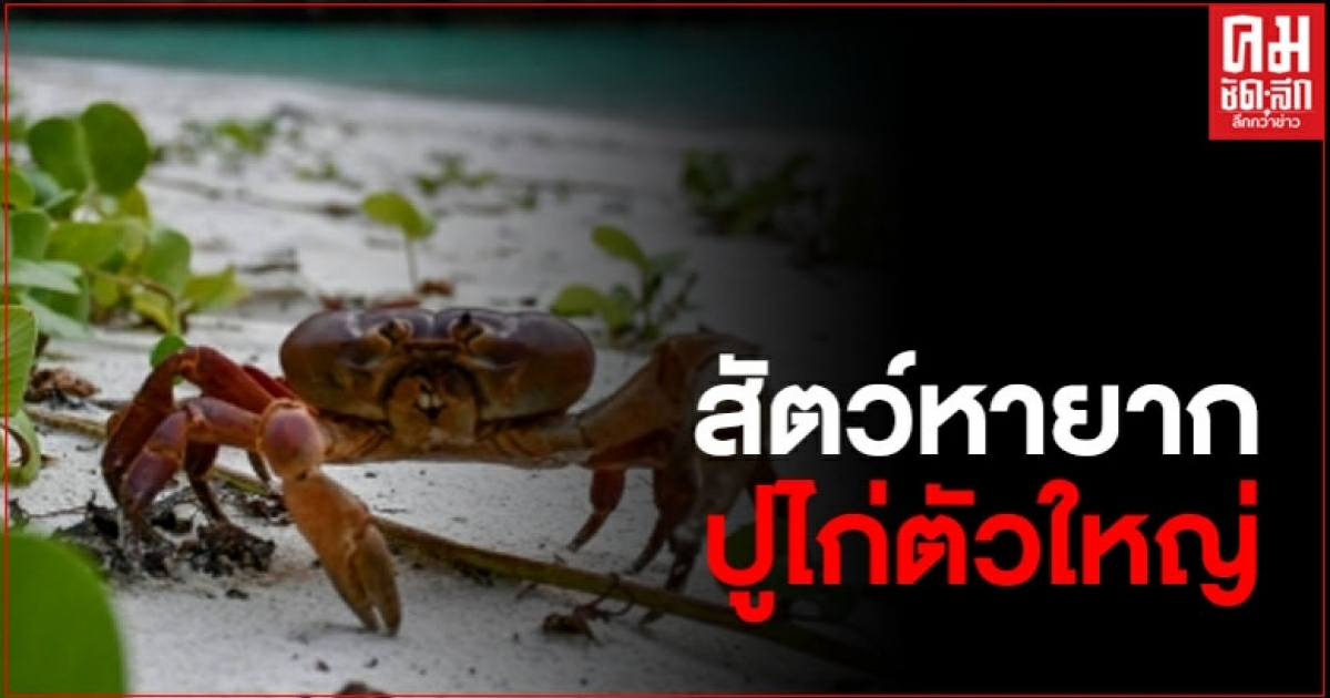 ปูไก่ตัวใหญ่ สัตว์หายาก โผล่ชายหาดอ่าวมาหยา ปูไก่ตัวใหญ่ สัตว์หายาก โผล่ชายหาดอ่าวมาหยา