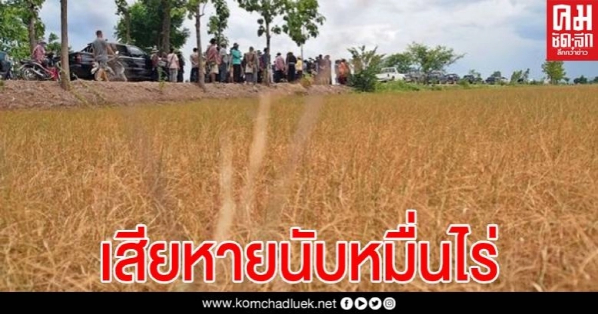 พะเยาแล้งจัด นาข้าวเสียหายนับหมื่นไร่ วอนภาครัฐช่วยหลือเร่งด่วน!!