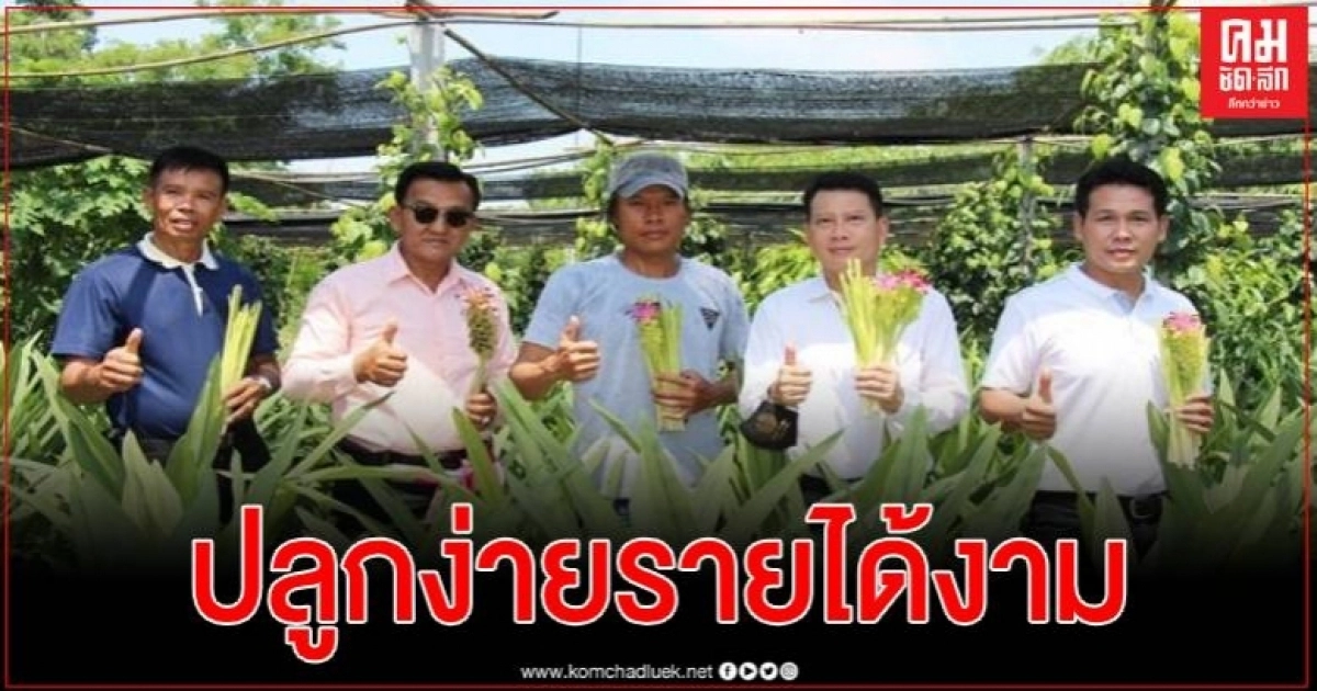 เกษตรกร ต.วังบัว ใช้หลักเศรษฐกิจพอเพียงนำทาง ปรับที่ 2 ไร่ ปลูกดอกกระเจียวสร้างรายได้