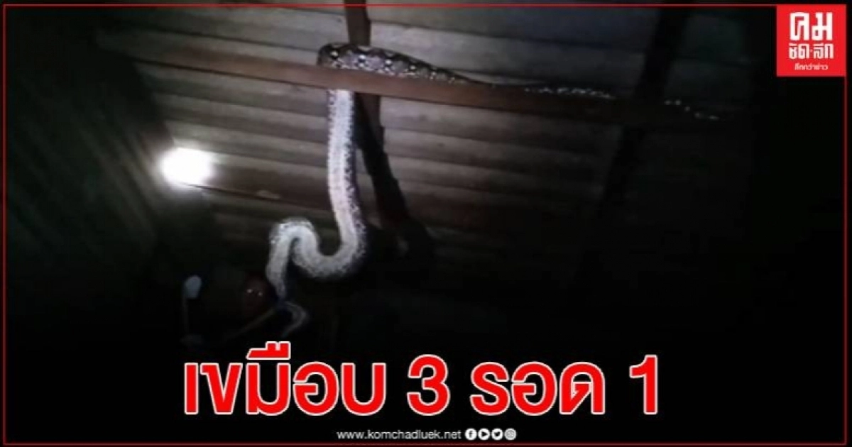 ผวาทั้งบ้าน งูเหลือมหิวโซบุกบ้านกลางดึก เขมือบแมว 3 ตัวรวด