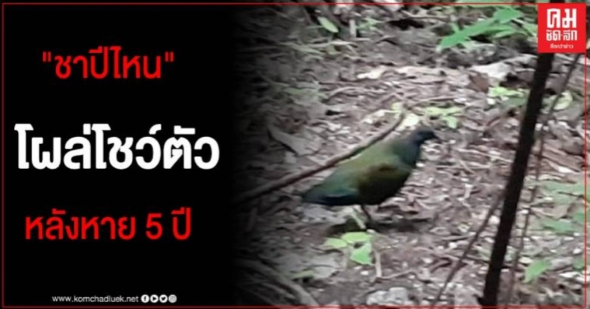 "นกชาปีไหน" สัตว์ป่าสงวน หายาก ใกล้สูญพันธุ์ ออกเดินหากินโชว์ตัวบริเวณเกาะห้อง
