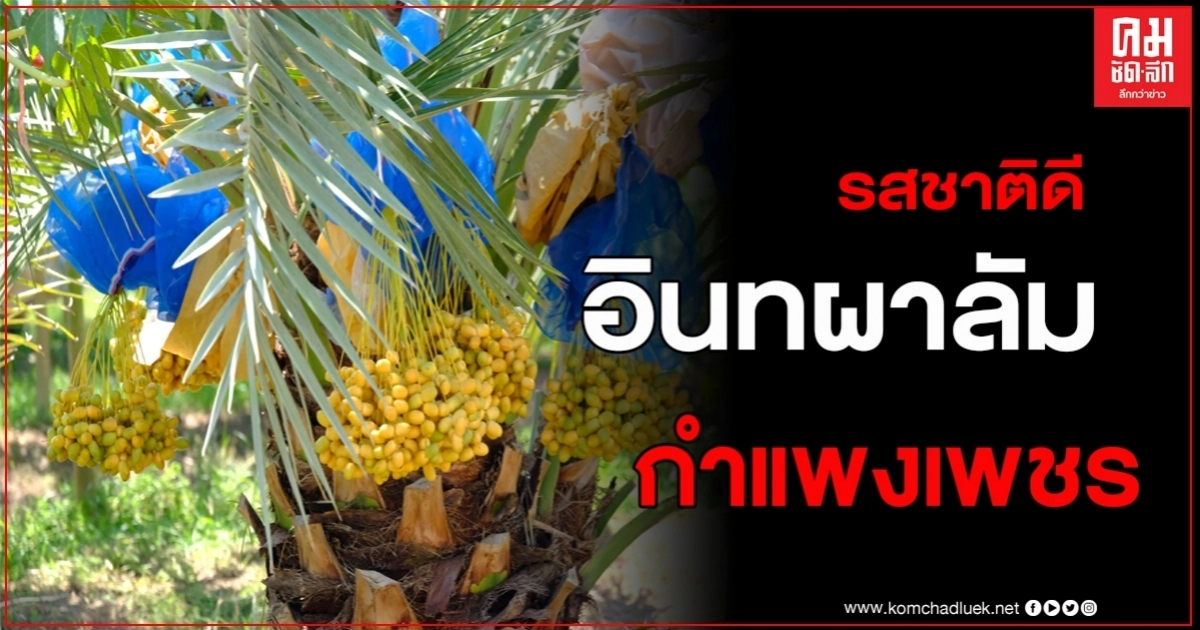 เปิดแล้ว อินทผาลัม บ้านสวนวนัส  กำแพงเพชร