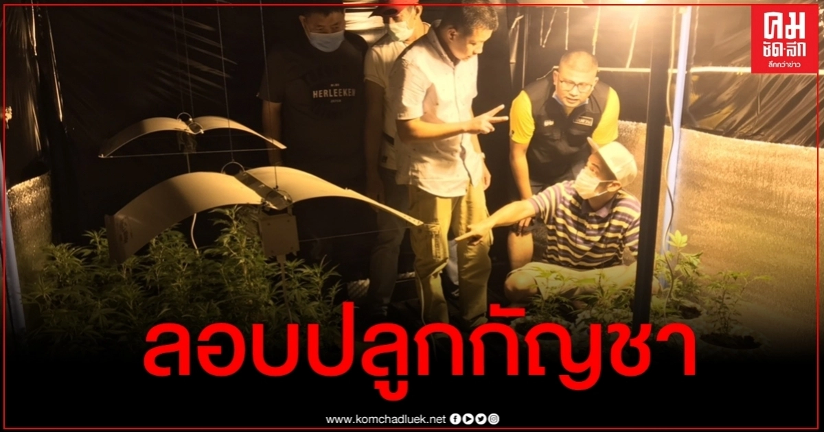 จับกลางกรุง หนุ่มสเปนลอบปลูกกัญชาออร์แกนิคขาย ยึดกว่า 30 ต้น จับกลางกรุง หนุ่มสเปนลอบปลูกกัญชาออร์แกนิคขาย ยึดกว่า 30 ต้น