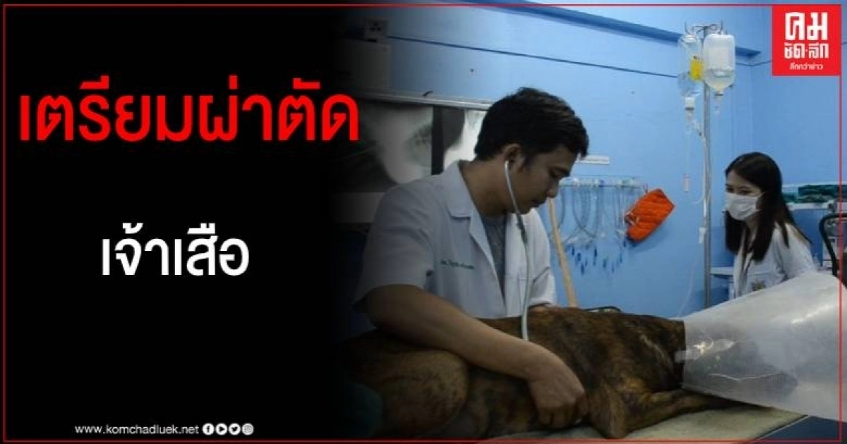 เจ้าเสือถึงมือหมอแล้ว เตรียมขึ้นเตียงผ่าตัด หลังเอ็กซเรย์พบฉมวกเหล็กแทงทะลุถึงหลอดอาหาร เจ้าเสือถึงมือหมอแล้ว เตรียมขึ้นเตียงผ่าตัด หลังเอ็กซเรย์พบฉมวกเหล็กแทงทะลุถึงหลอดอาหาร