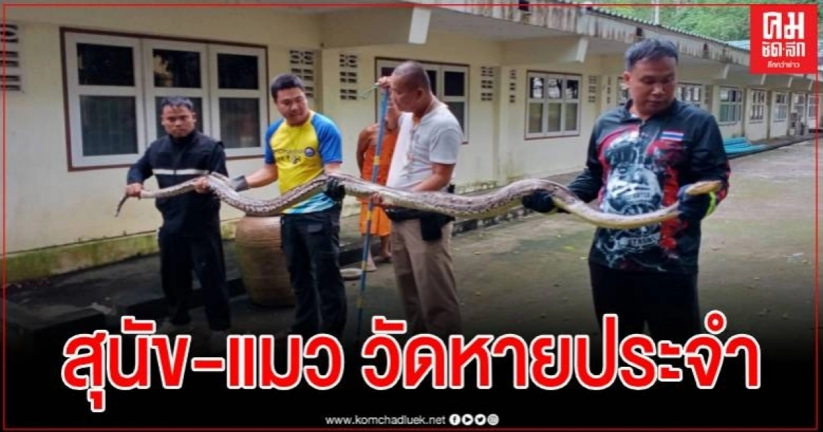 ต้นเหตุ สุนัข-แมว วัดหายประจำ กู้ภัยรุดจับงูเหลือมมุดท่อน้ำจ้องเขมือบอีกรอบ ต้นเหตุ สุนัข-แมว วัดหายประจำ กู้ภัยรุดจับงูเหลือมมุดท่อน้ำจ้องเขมือบอีกรอบ