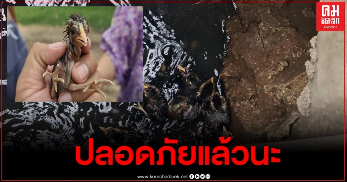 บุญของไก่! ชาวบ้านรวมพลังช่วย 7 ชีวิตลูกไก่ป่า แม่ไก่พาเดินตกรูท่อระบายน้ำ บุญของไก่! ชาวบ้านรวมพลังช่วย 7 ชีวิตลูกไก่ป่า แม่ไก่พาเดินตกรูท่อระบายน้ำ